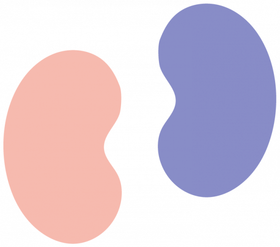 About the Internation Society of Nephrology